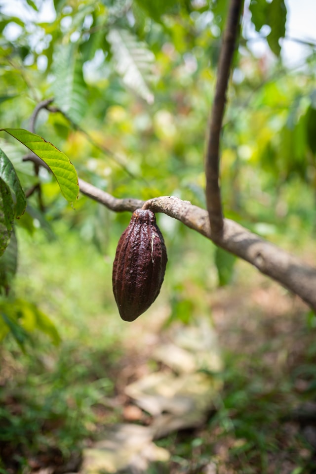 cocoa