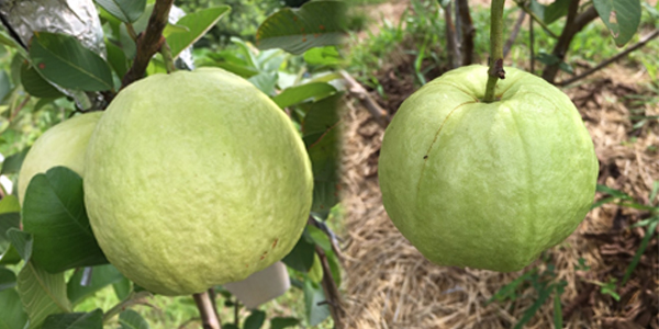 Guava